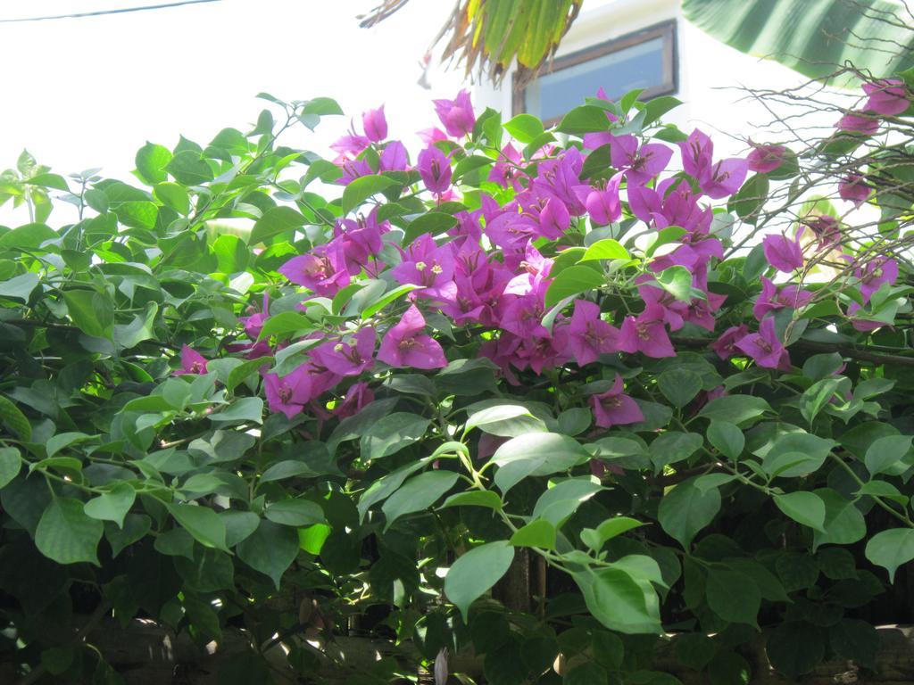 Local Beach Homestay Hoi An Luaran gambar